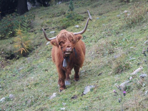 Vacanze in un agriturismo al Lago di Resia Vacanze in un agriturismo al Lago di Resia