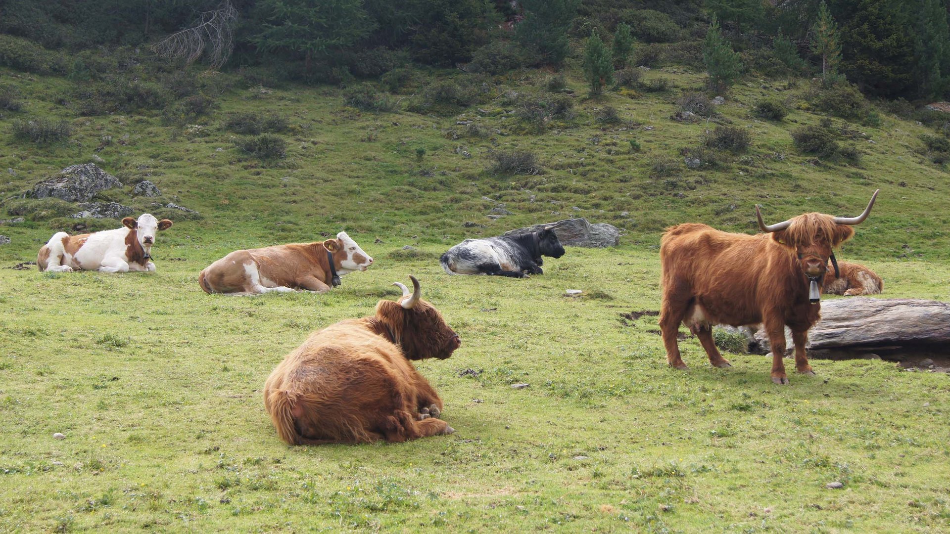 Urlaub auf dem Bauernhof im Vinschgau buchen